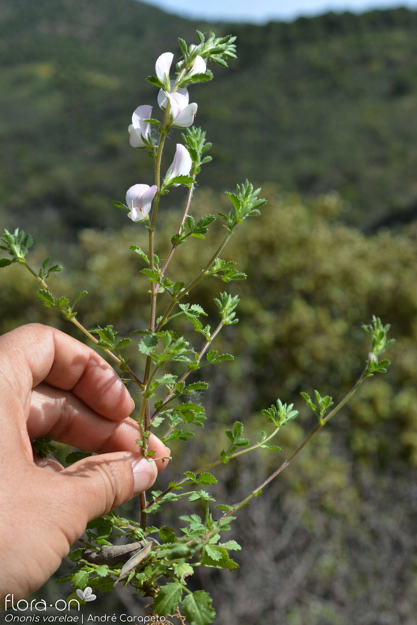 Ononis varelae - Hábito | André Carapeto; CC BY-NC 4.0