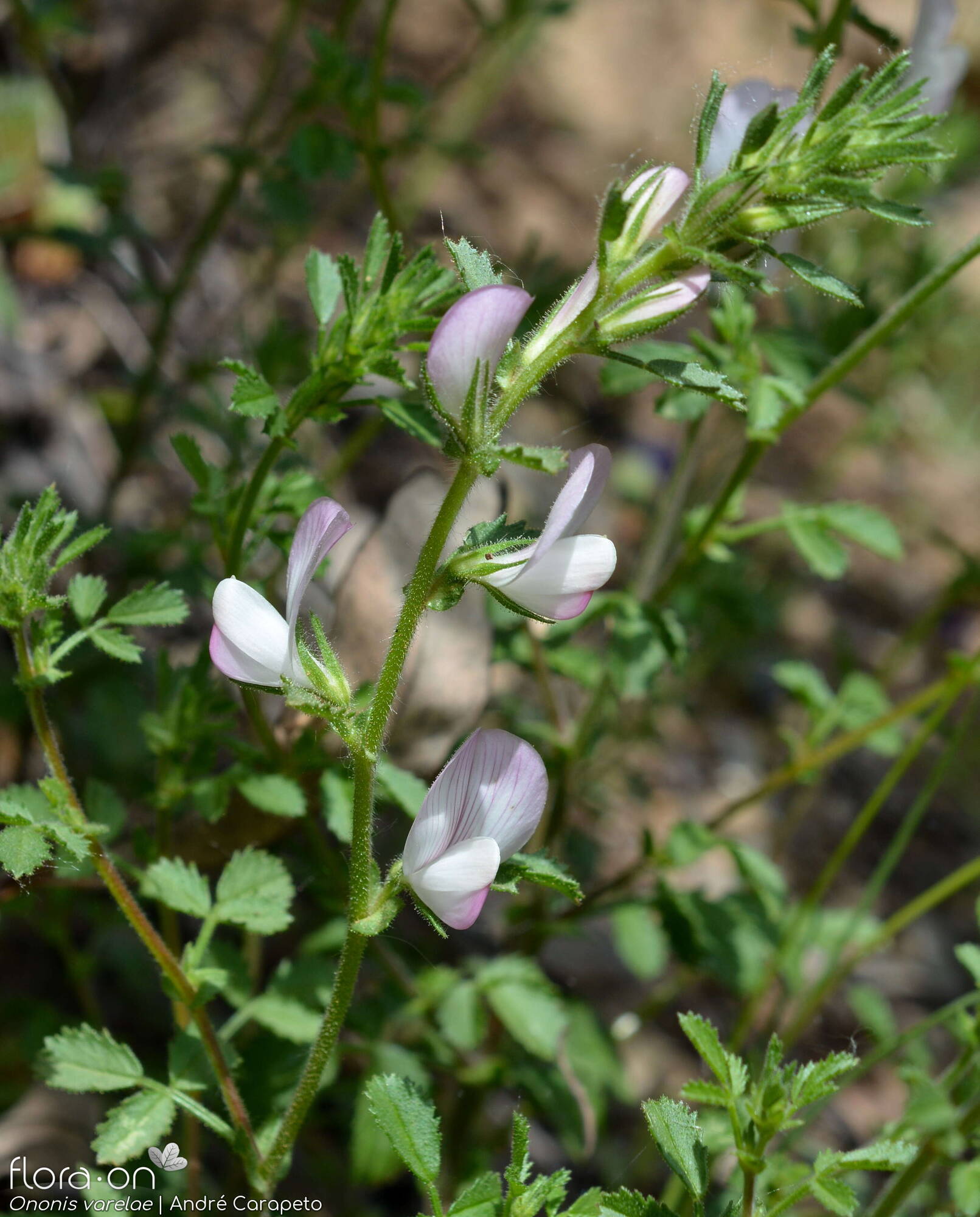 Ononis varelae - Flor (geral) | André Carapeto; CC BY-NC 4.0