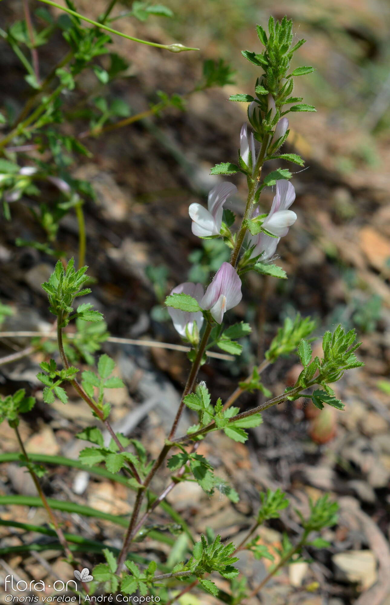 Ononis varelae - Hábito | André Carapeto; CC BY-NC 4.0