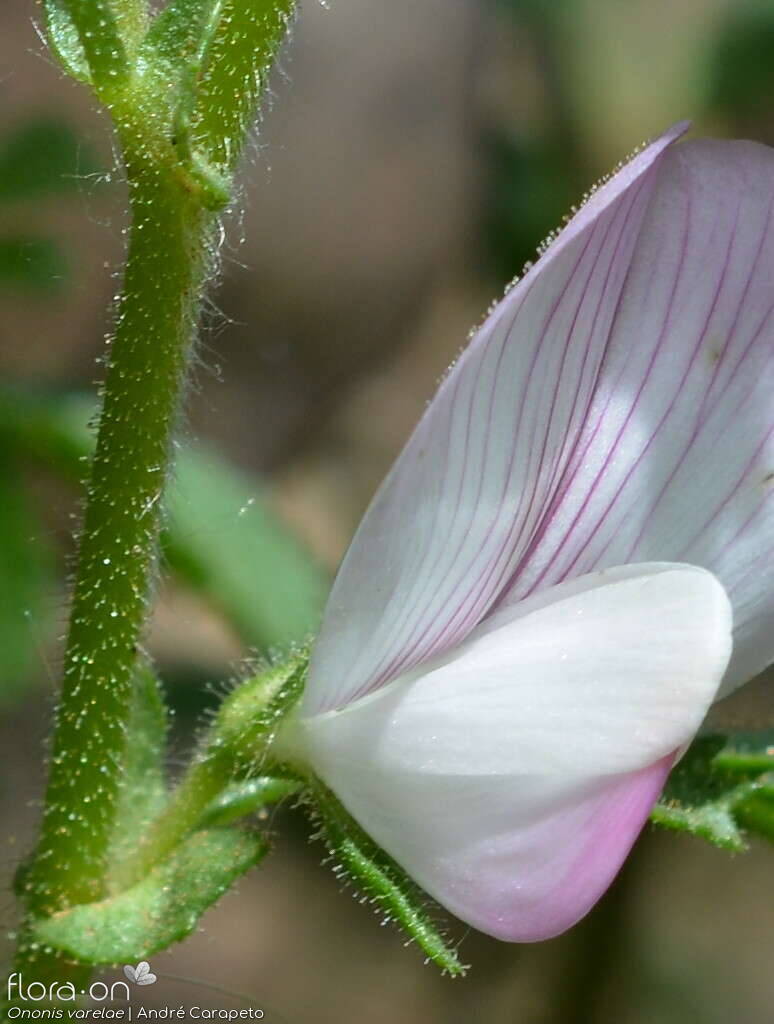 Ononis varelae - Flor (close-up) | André Carapeto; CC BY-NC 4.0