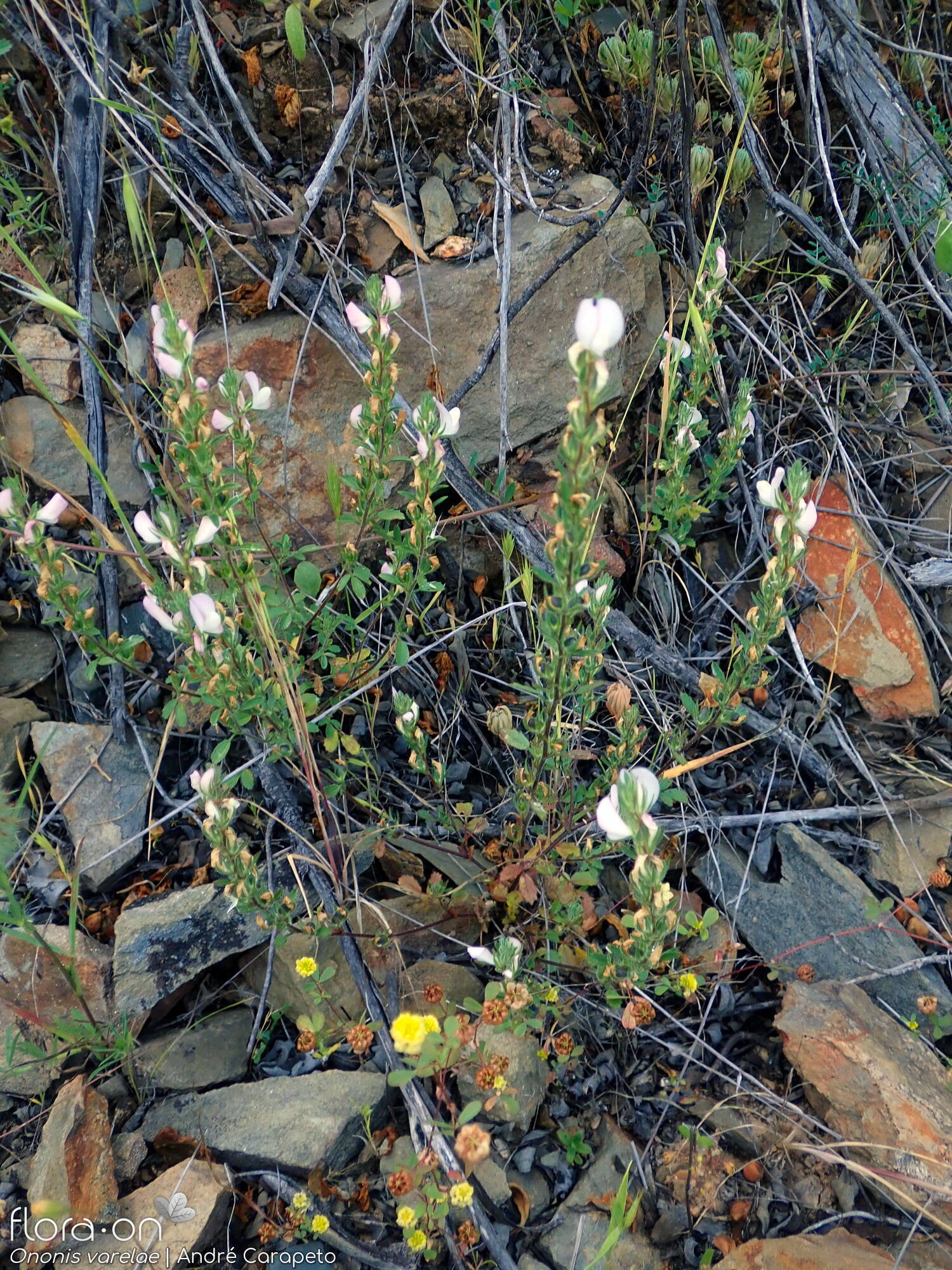Ononis varelae - Hábito | André Carapeto; CC BY-NC 4.0
