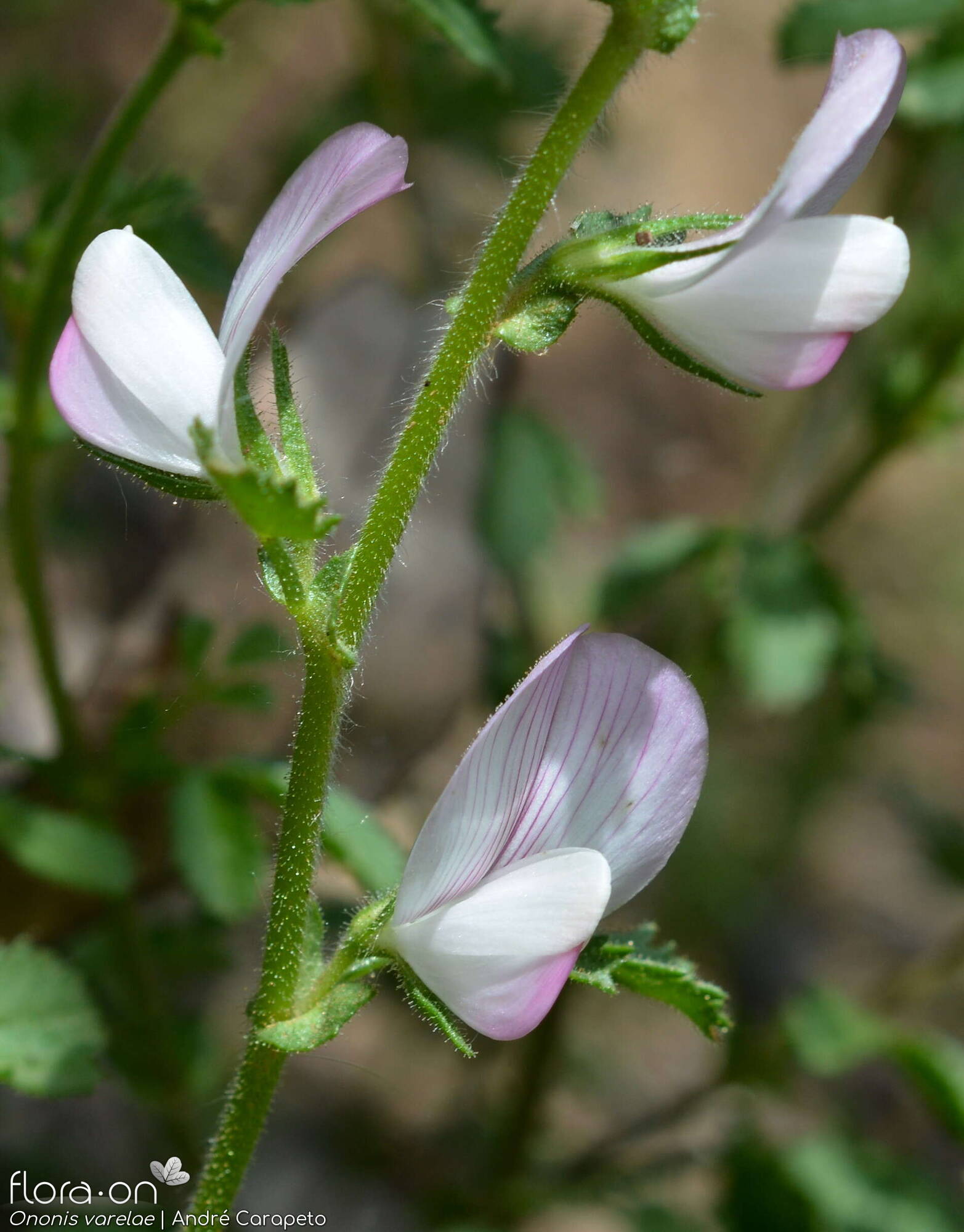 Ononis varelae - Flor (geral) | André Carapeto; CC BY-NC 4.0