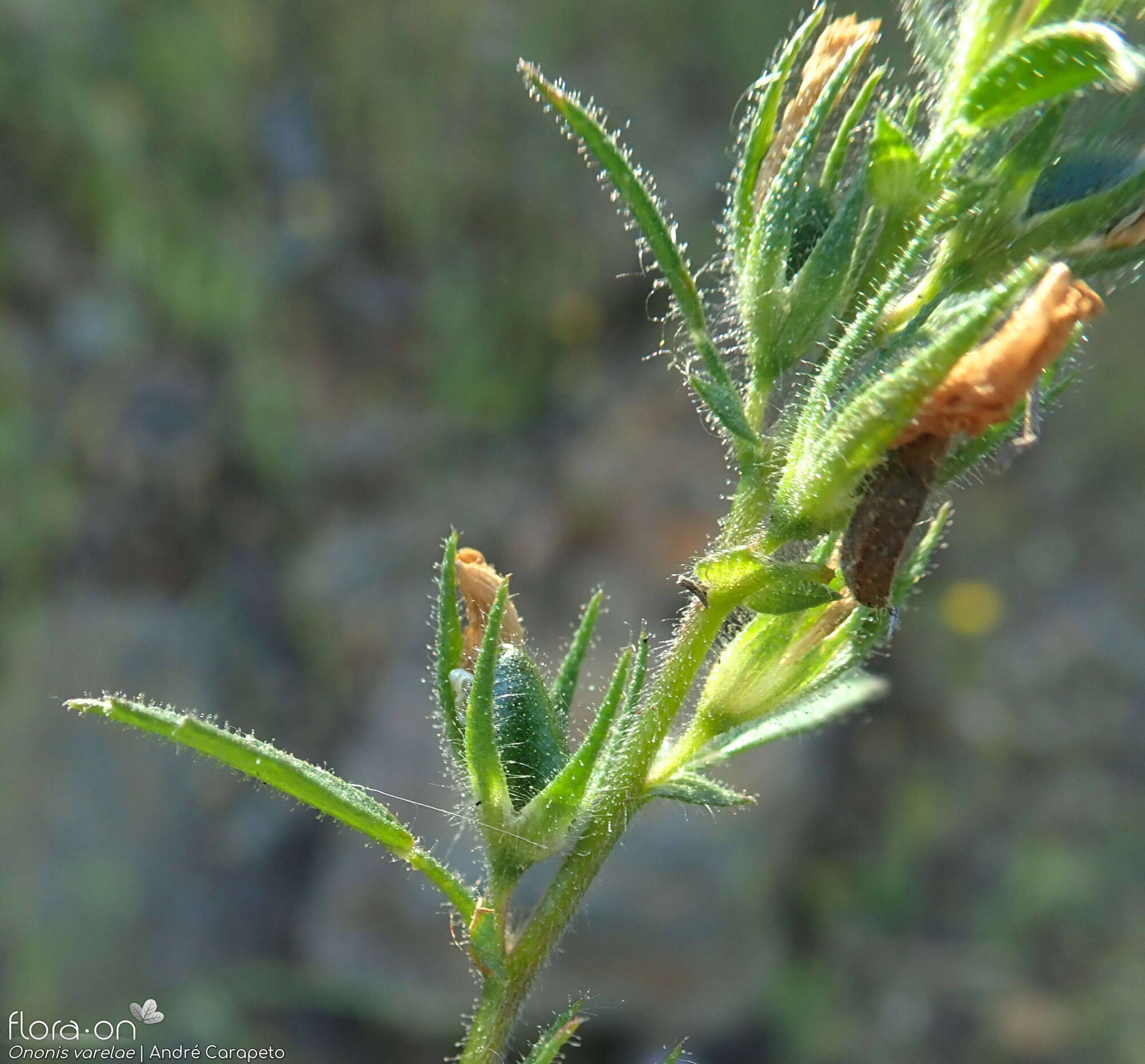 Ononis varelae - Fruto | André Carapeto; CC BY-NC 4.0