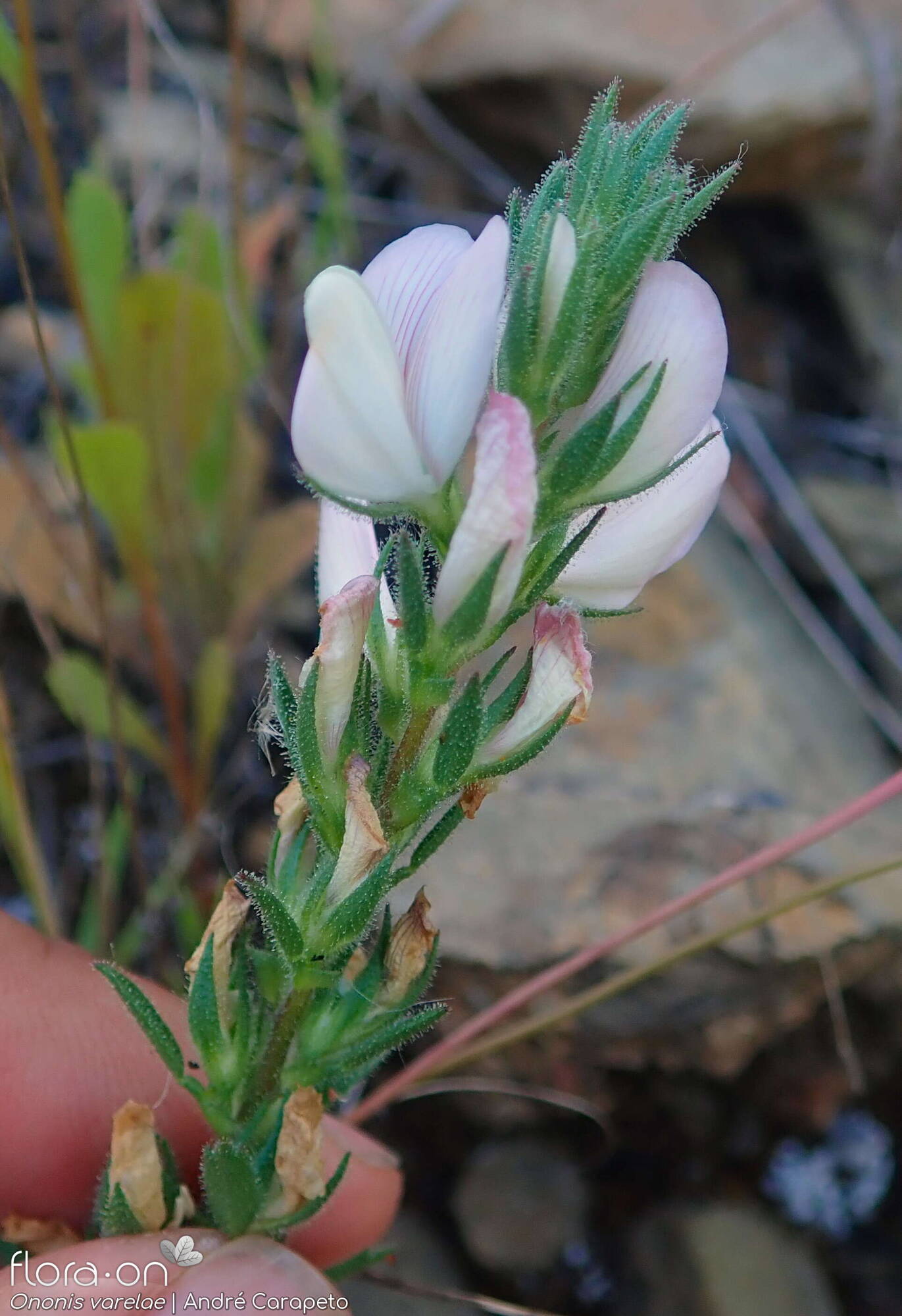 Ononis varelae - Flor (close-up) | André Carapeto; CC BY-NC 4.0
