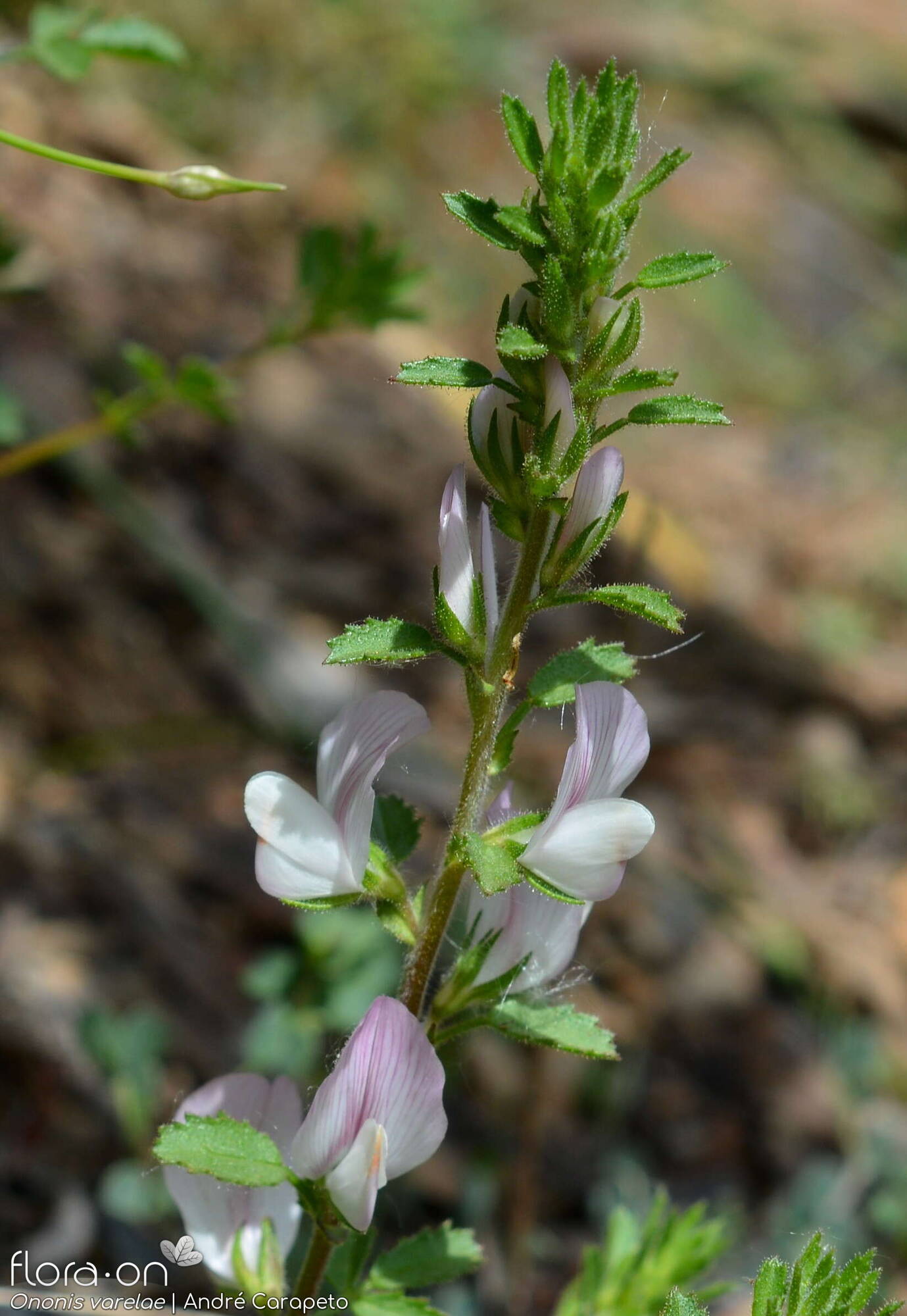 Ononis varelae - Flor (geral) | André Carapeto; CC BY-NC 4.0
