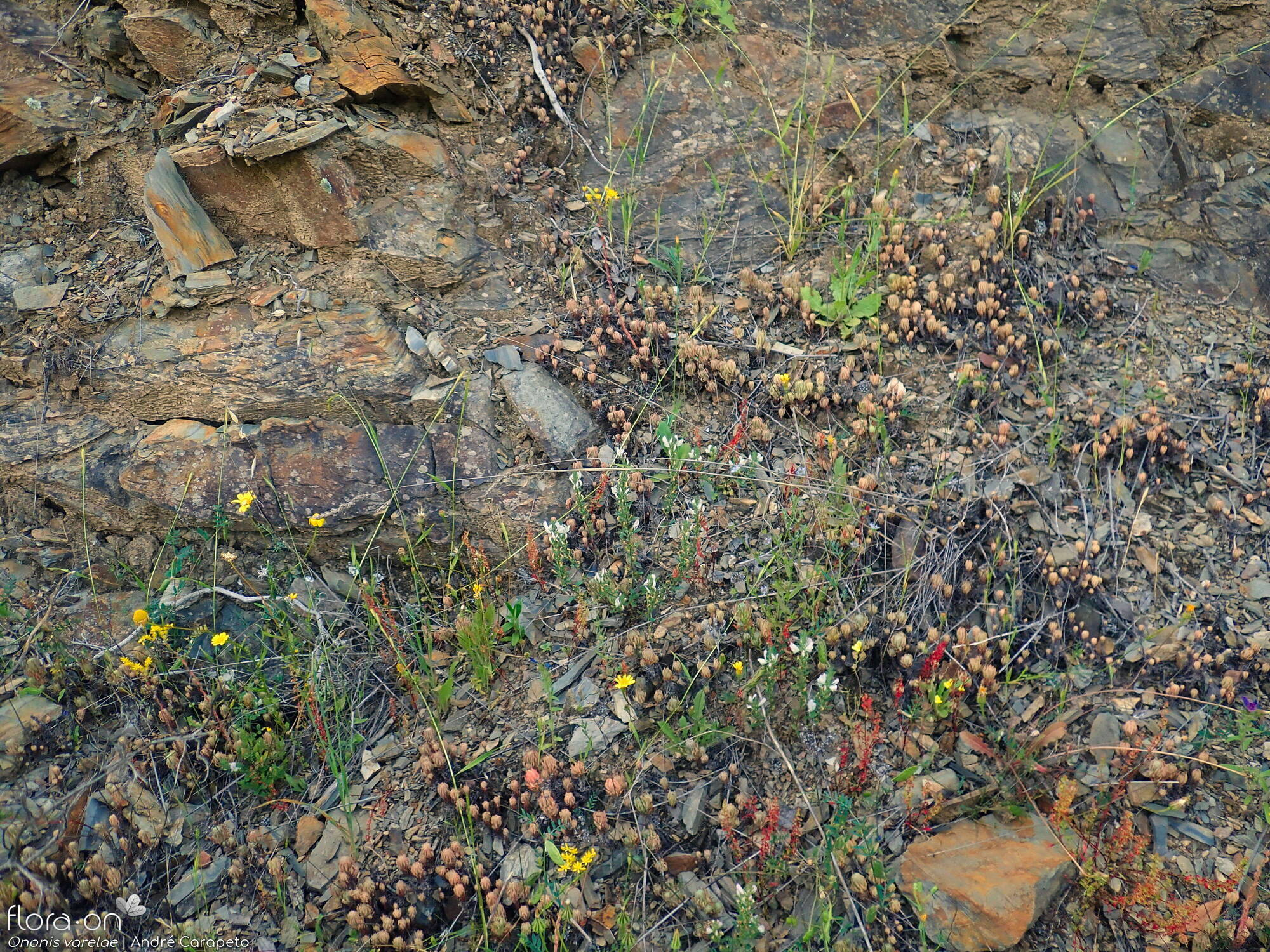 Ononis varelae - Habitat | André Carapeto; CC BY-NC 4.0