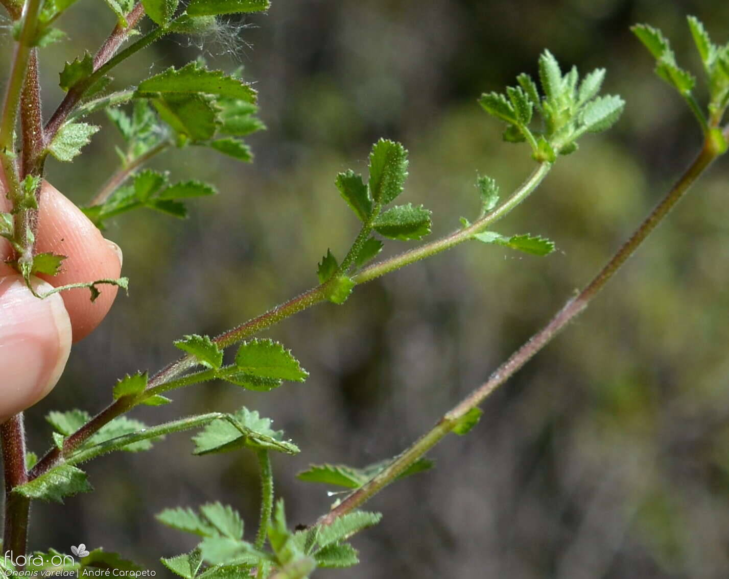 Ononis varelae - Folha (geral) | André Carapeto; CC BY-NC 4.0