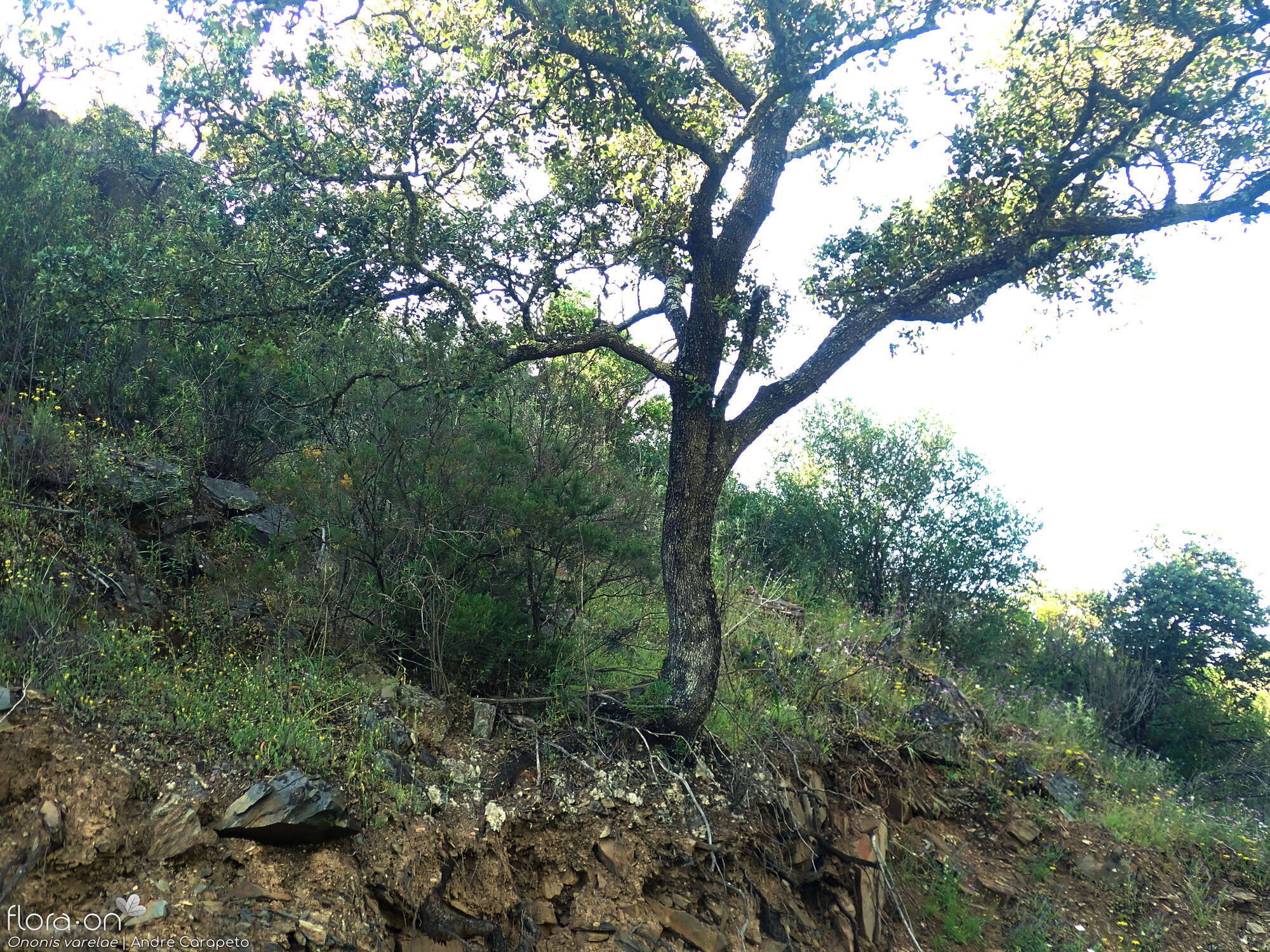 Ononis varelae - Habitat | André Carapeto; CC BY-NC 4.0