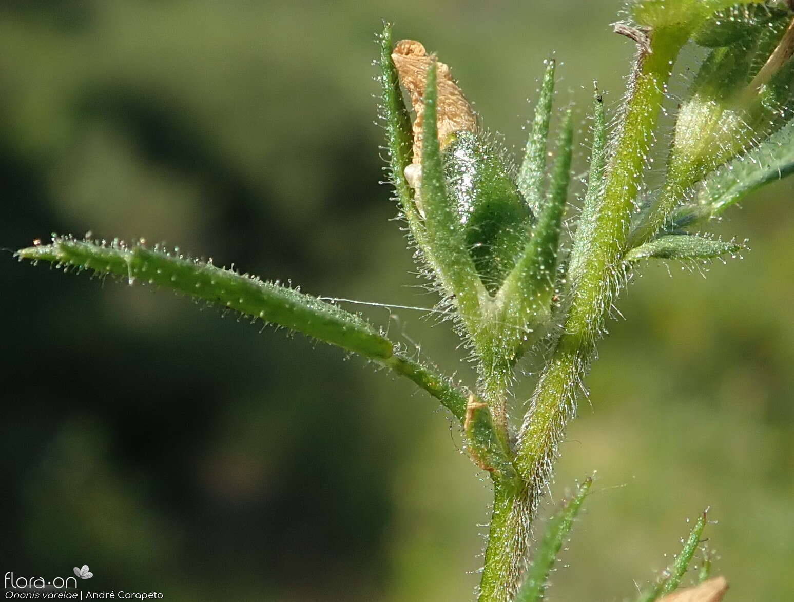 Ononis varelae - Fruto | André Carapeto; CC BY-NC 4.0
