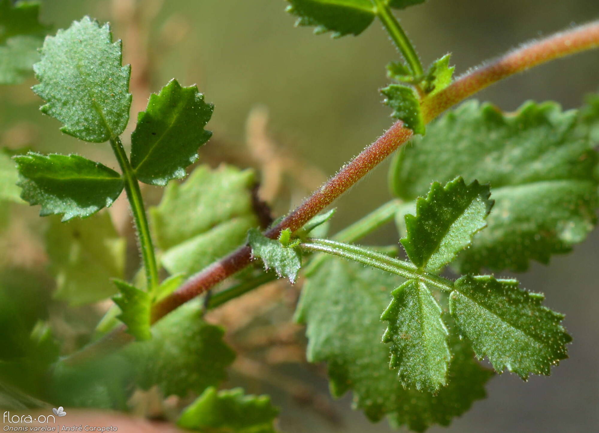 Ononis varelae - Caule | André Carapeto; CC BY-NC 4.0