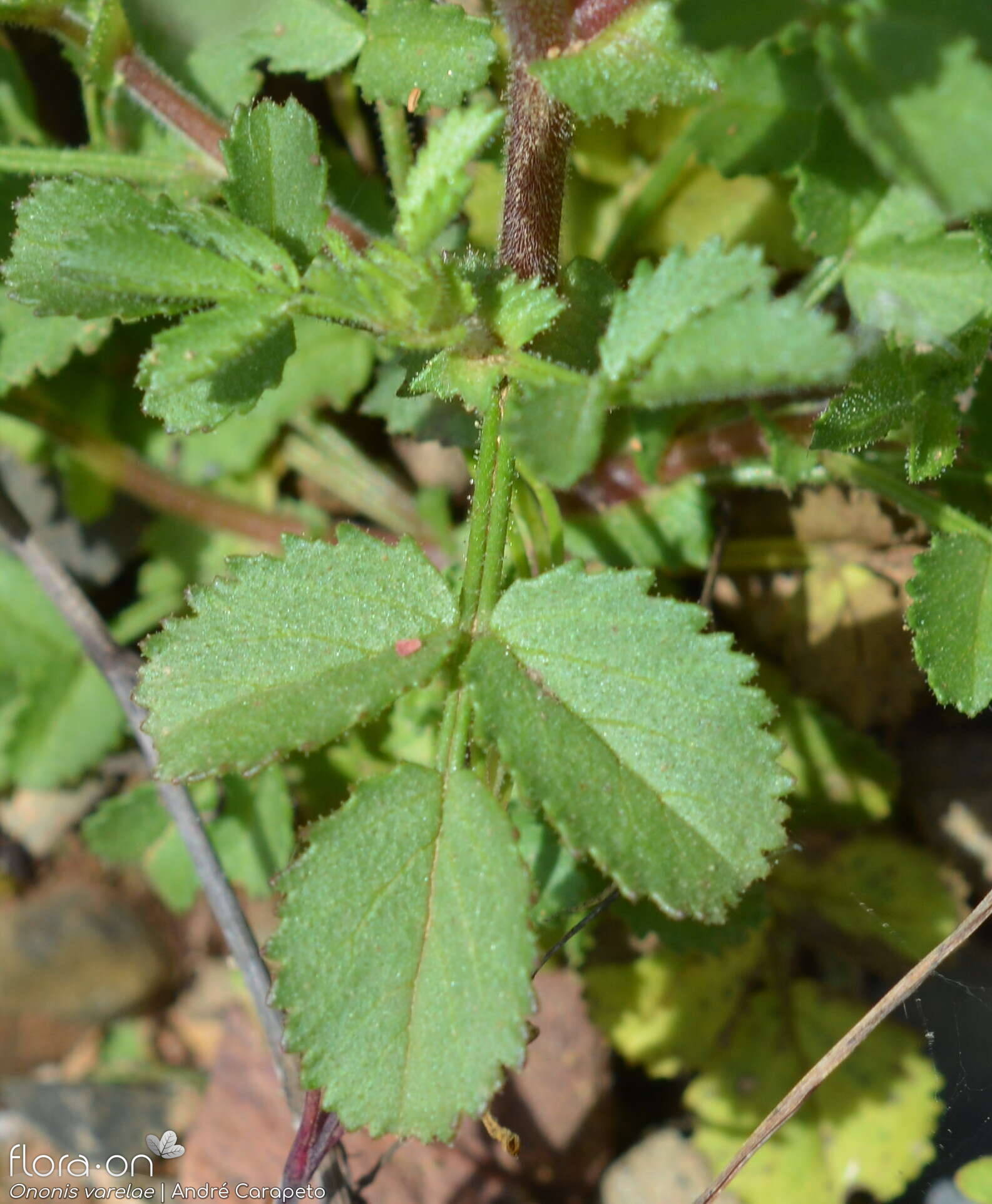 Ononis varelae - Folha | André Carapeto; CC BY-NC 4.0