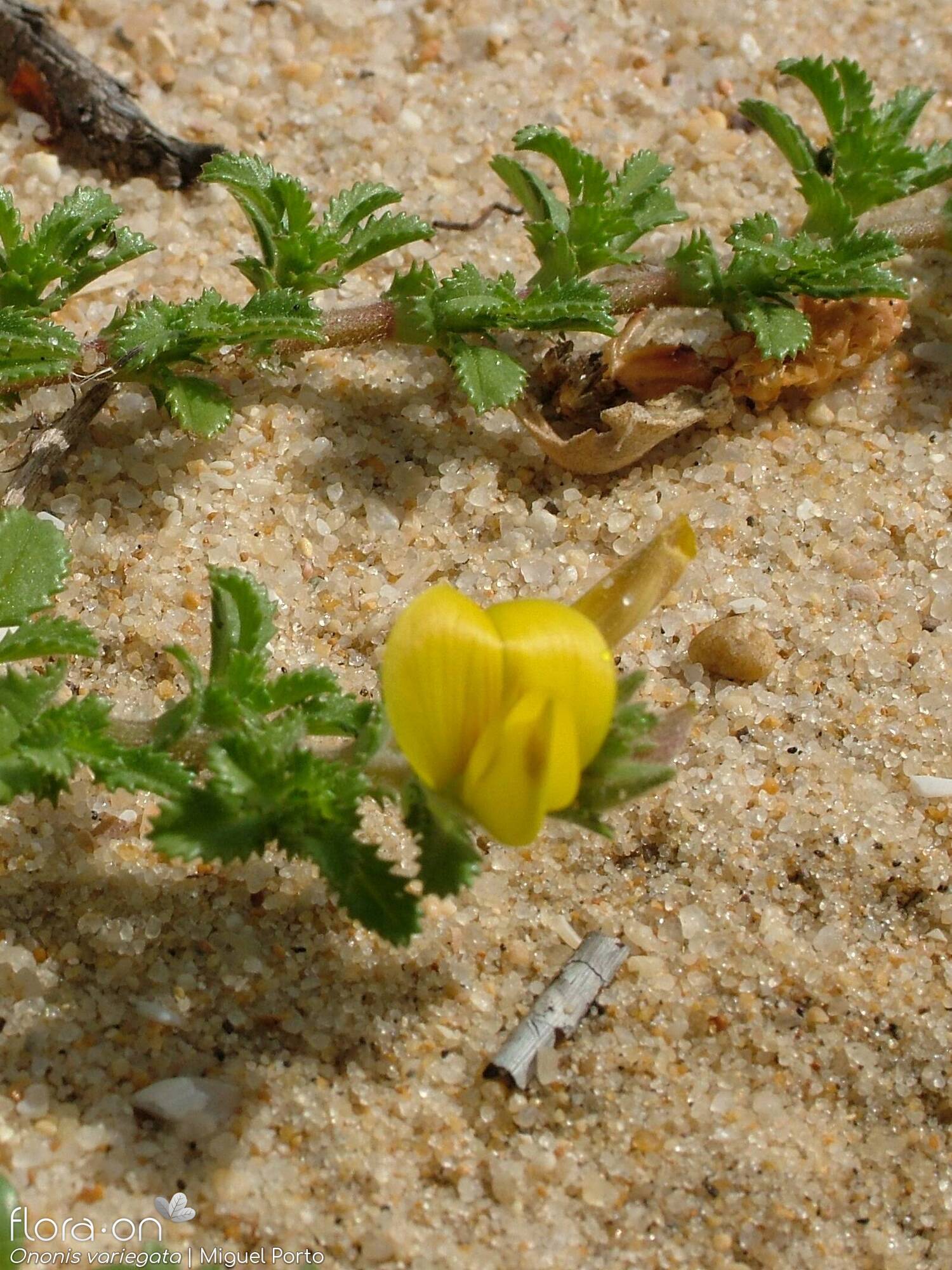 Ononis variegata - Flor (geral) | Miguel Porto; CC BY-NC 4.0