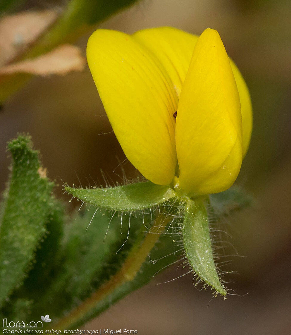 Ononis viscosa - Flor (close-up) | Miguel Porto; CC BY-NC 4.0
