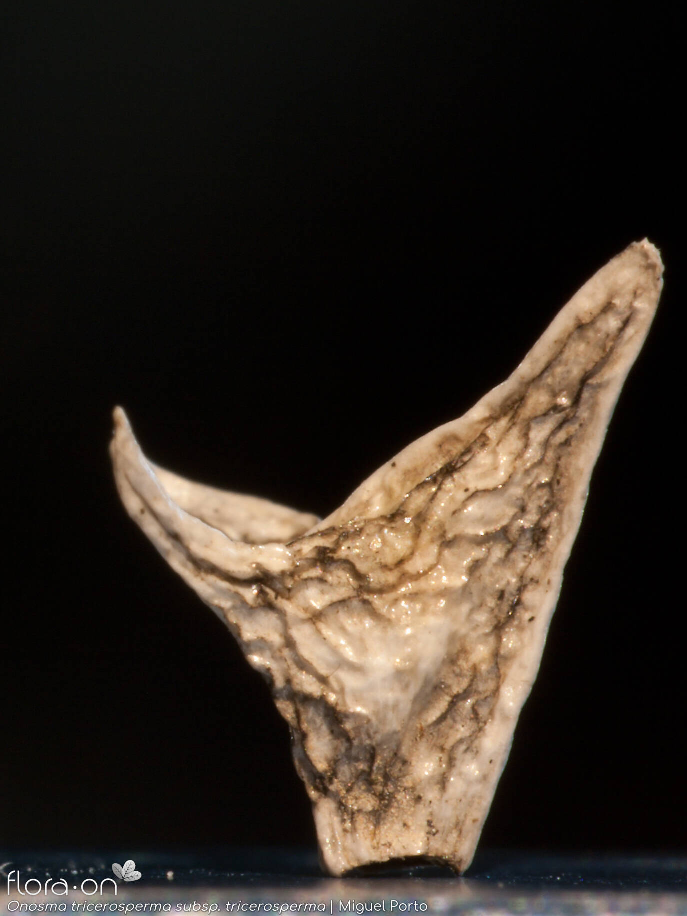 Onosma tricerosperma tricerosperma - Fruto | Miguel Porto; CC BY-NC 4.0
