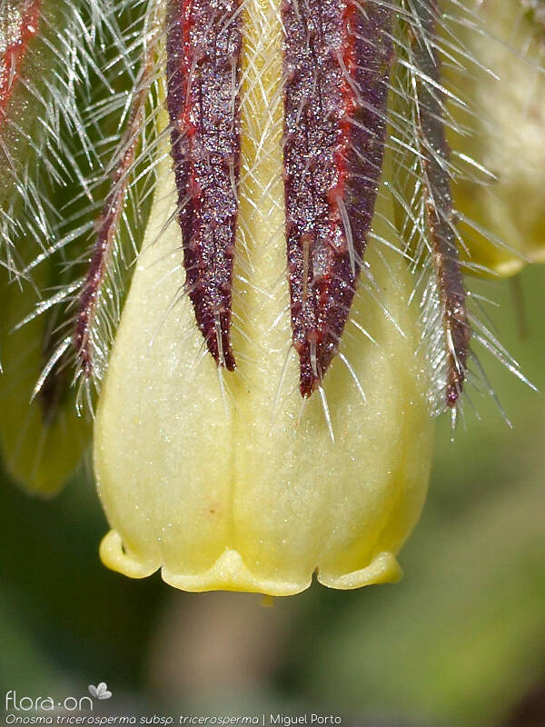 Onosma tricerosperma tricerosperma - Flor (close-up) | Miguel Porto; CC BY-NC 4.0