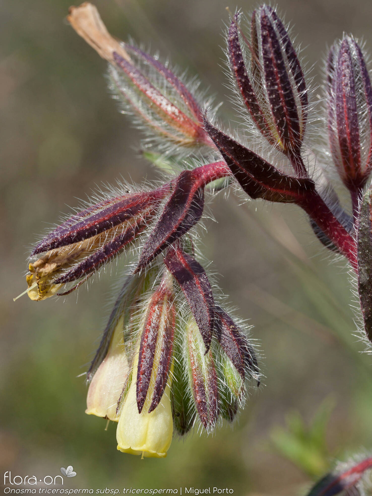 Onosma