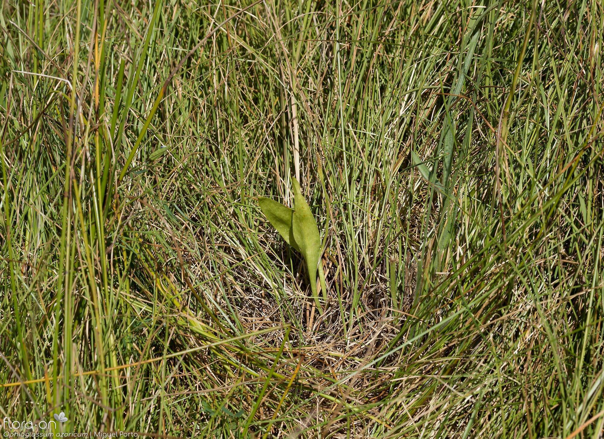 Ophioglossum azoricum - Hábito | Miguel Porto; CC BY-NC 4.0
