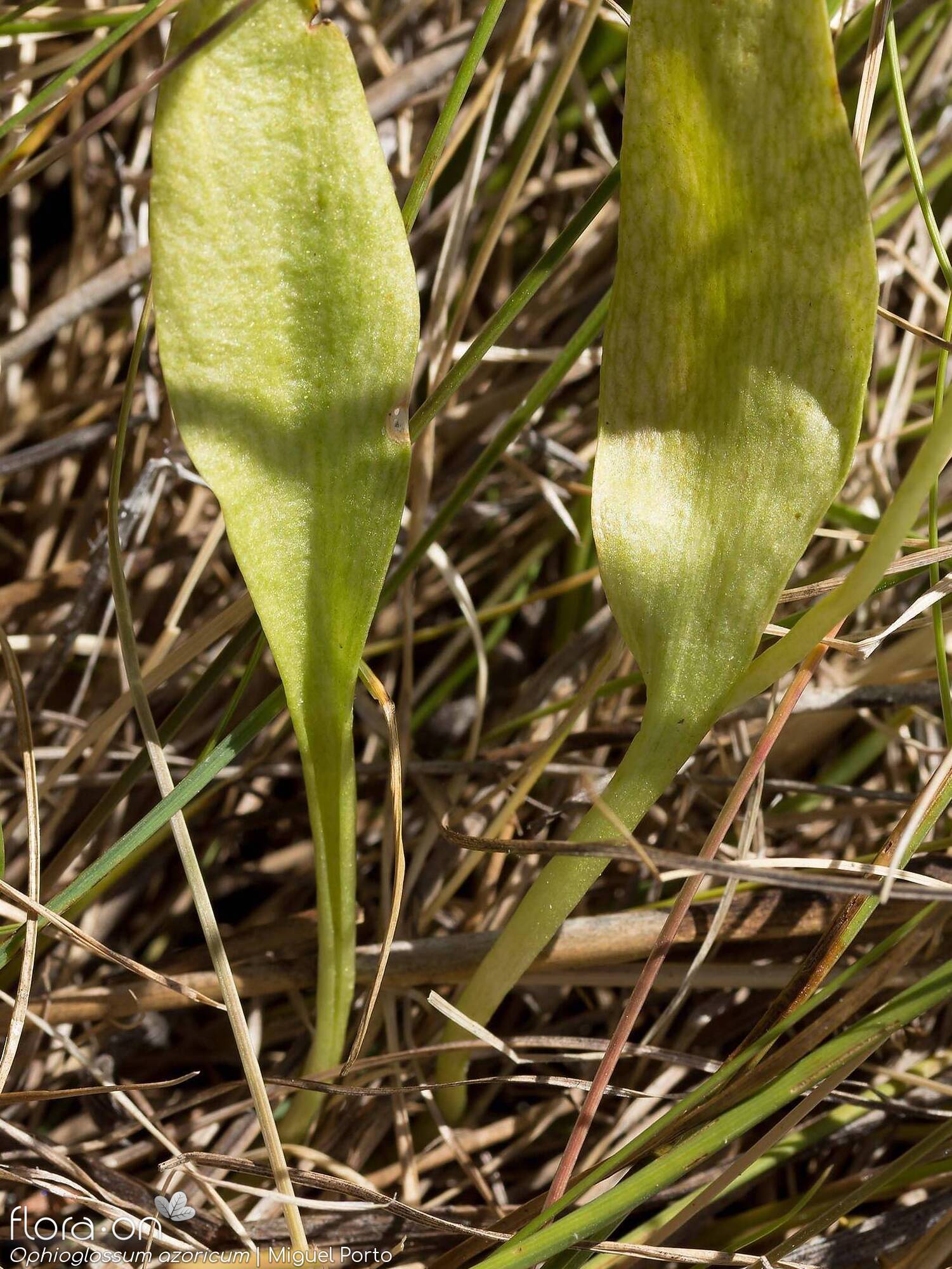 Ophioglossum azoricum - Folha | Miguel Porto; CC BY-NC 4.0