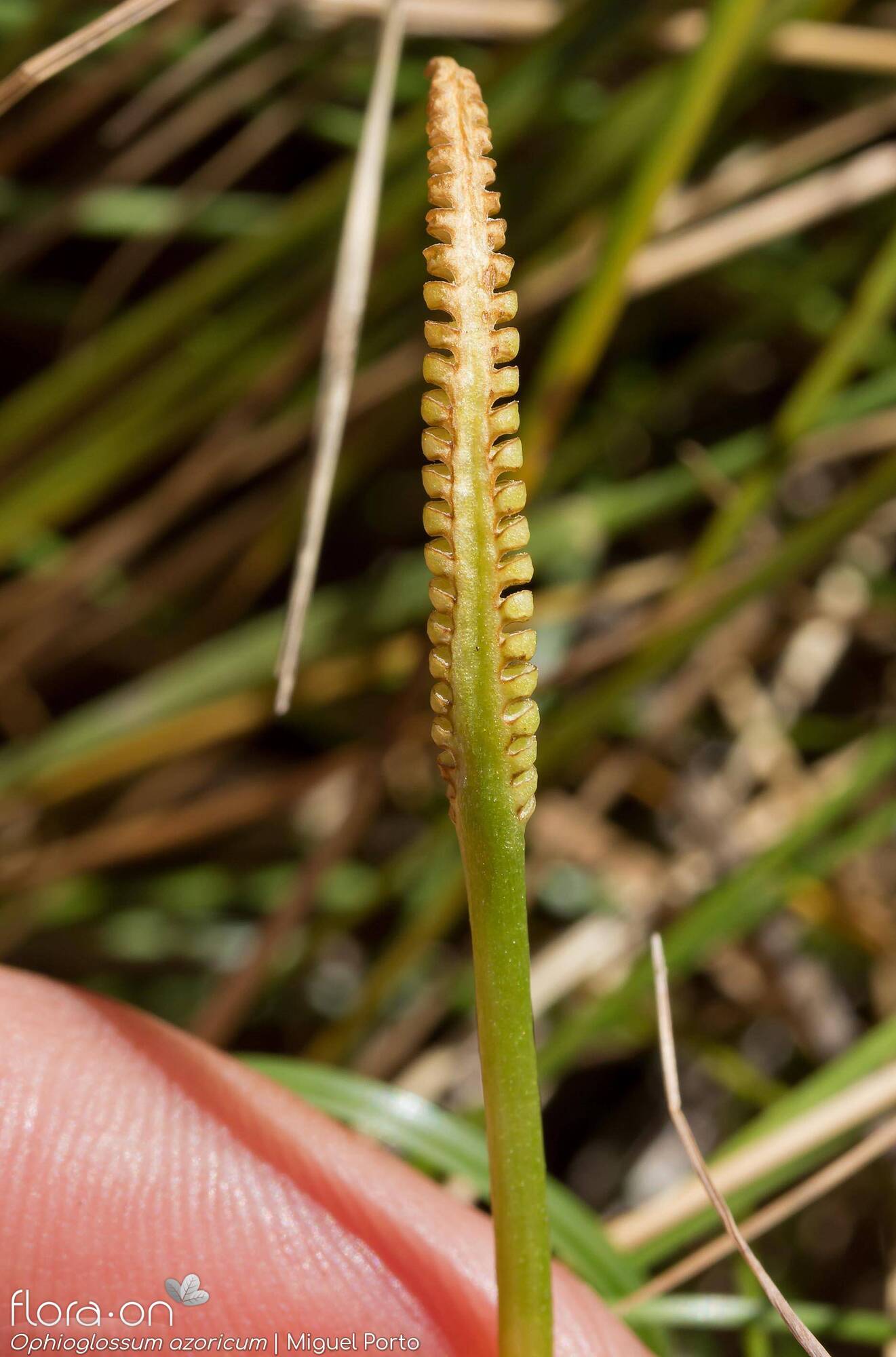 Ophioglossum azoricum - Estruturas reprodutoras | Miguel Porto; CC BY-NC 4.0