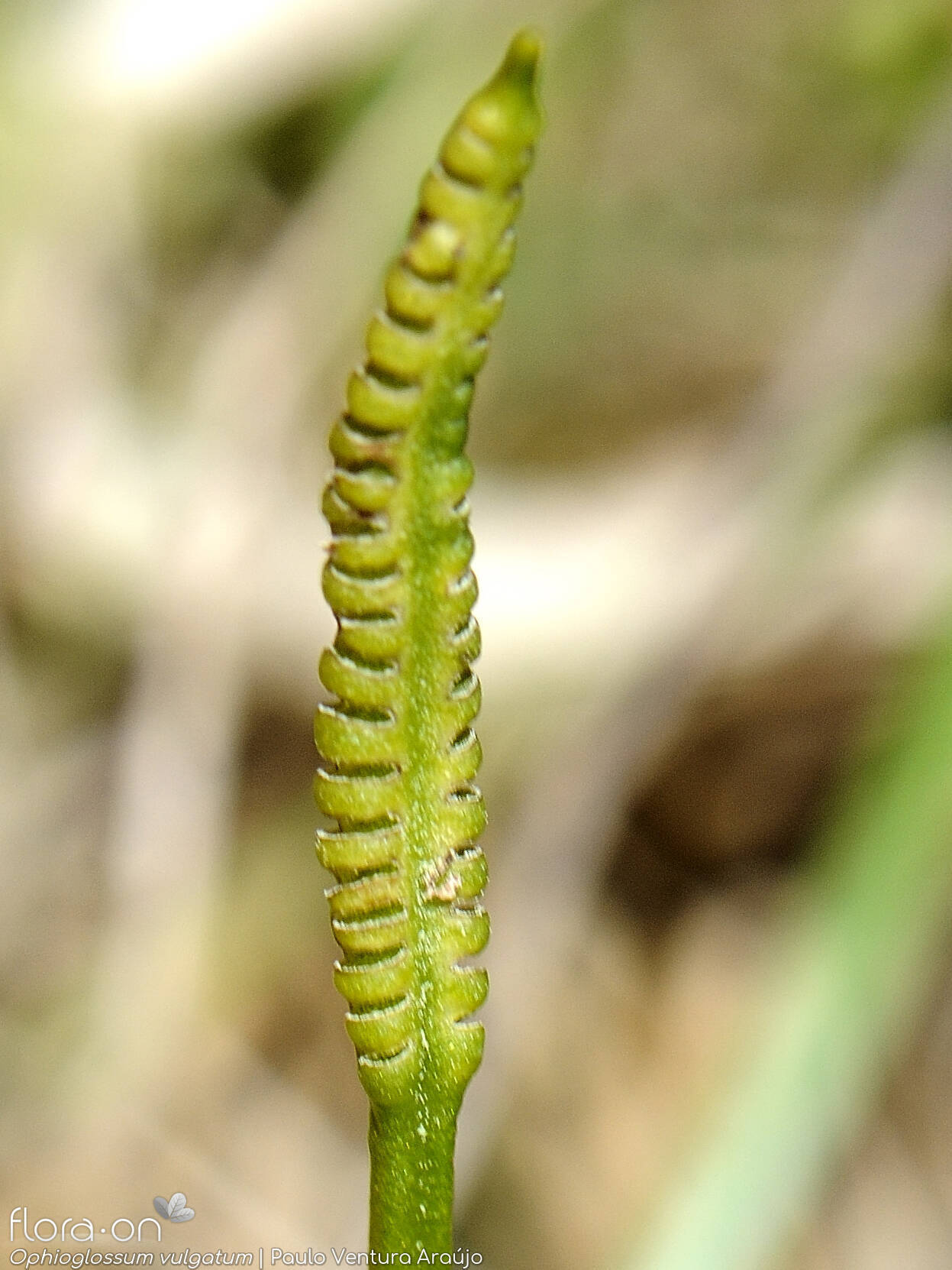 Ophioglossum vulgatum - Estruturas reprodutoras | Paulo Ventura Araújo; CC BY-NC 4.0
