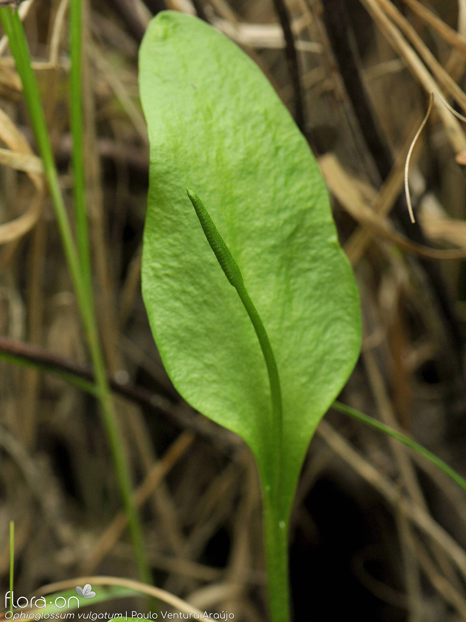 Ophioglossum vulgatum - Folha | Paulo Ventura Araújo; CC BY-NC 4.0