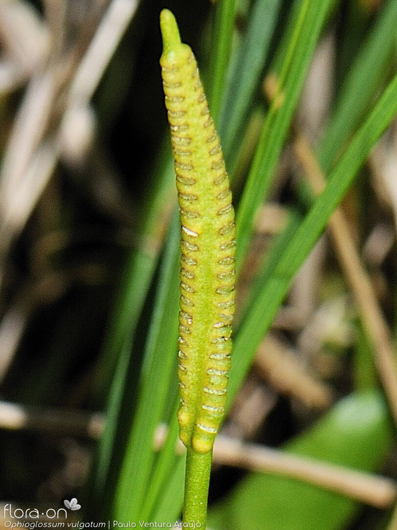 Ophioglossum vulgatum - Estruturas reprodutoras | Paulo Ventura Araújo; CC BY-NC 4.0