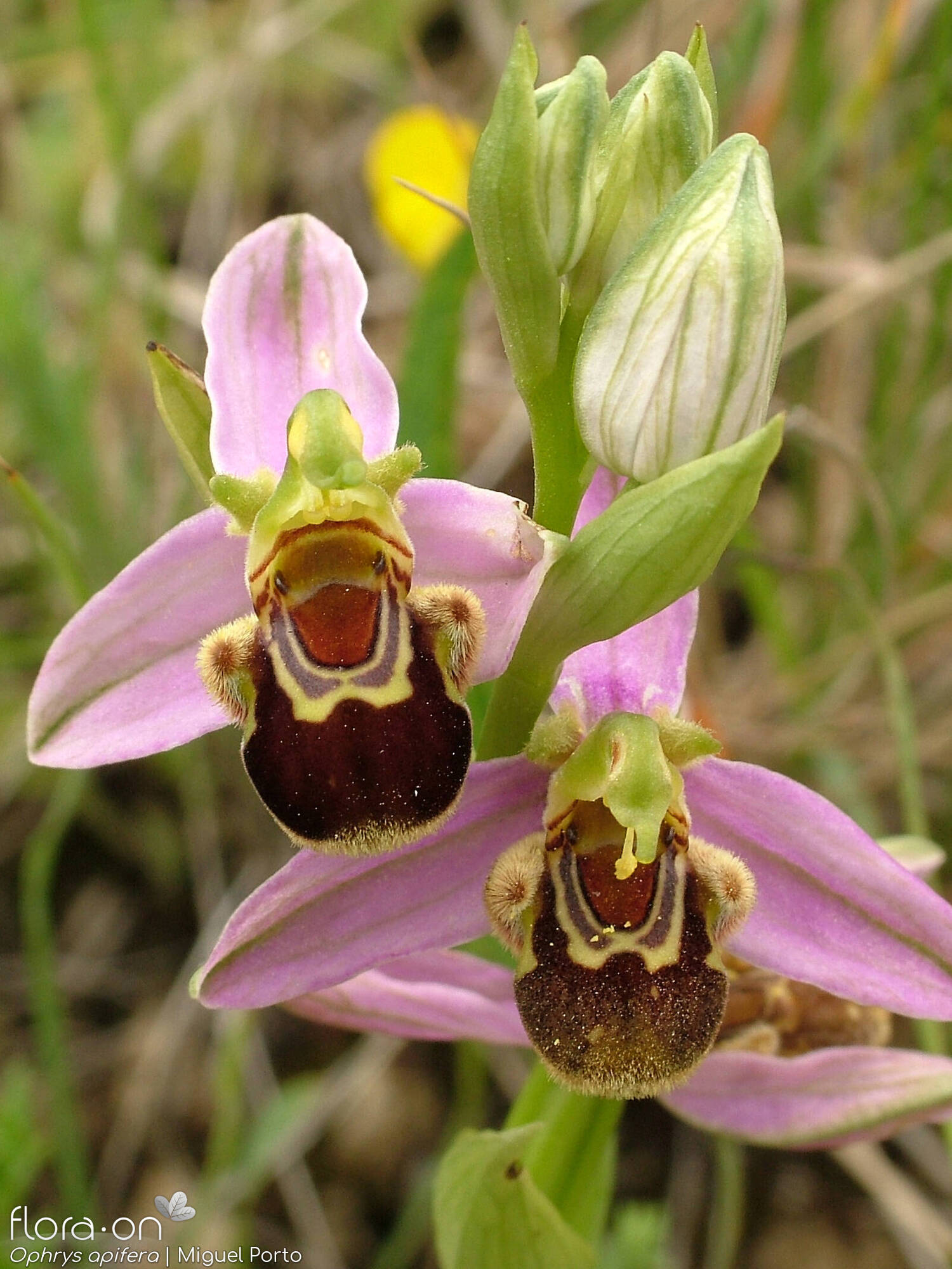 Ophrys apifera - Flor (geral) | Miguel Porto; CC BY-NC 4.0