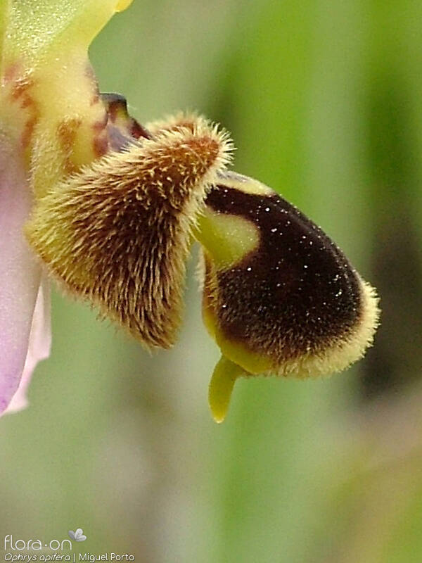 Ophrys apifera - Flor (close-up) | Miguel Porto; CC BY-NC 4.0