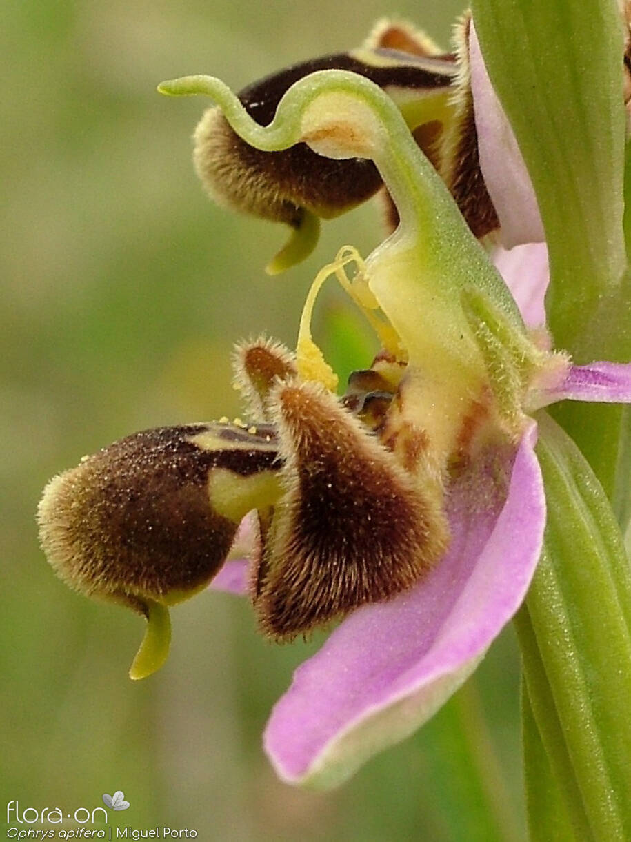 Ophrys apifera - Flor (close-up) | Miguel Porto; CC BY-NC 4.0
