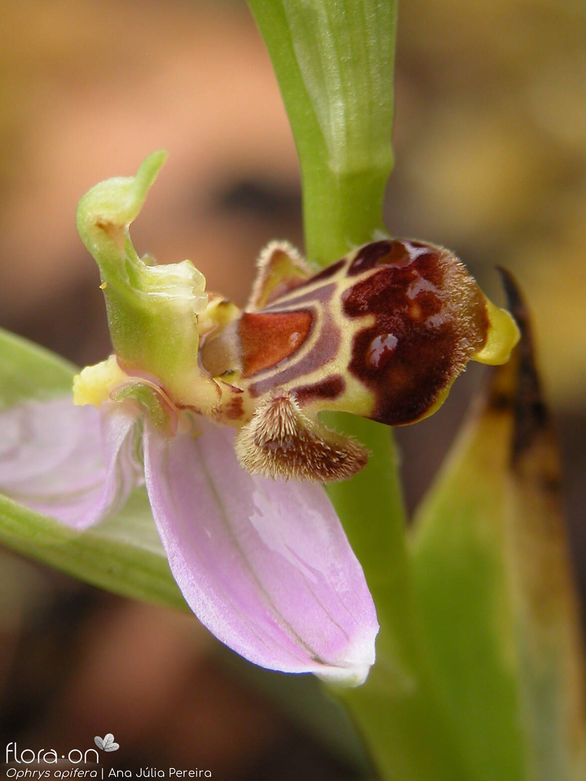 Ophrys apifera - Flor (close-up) | Ana Júlia Pereira; CC BY-NC 4.0