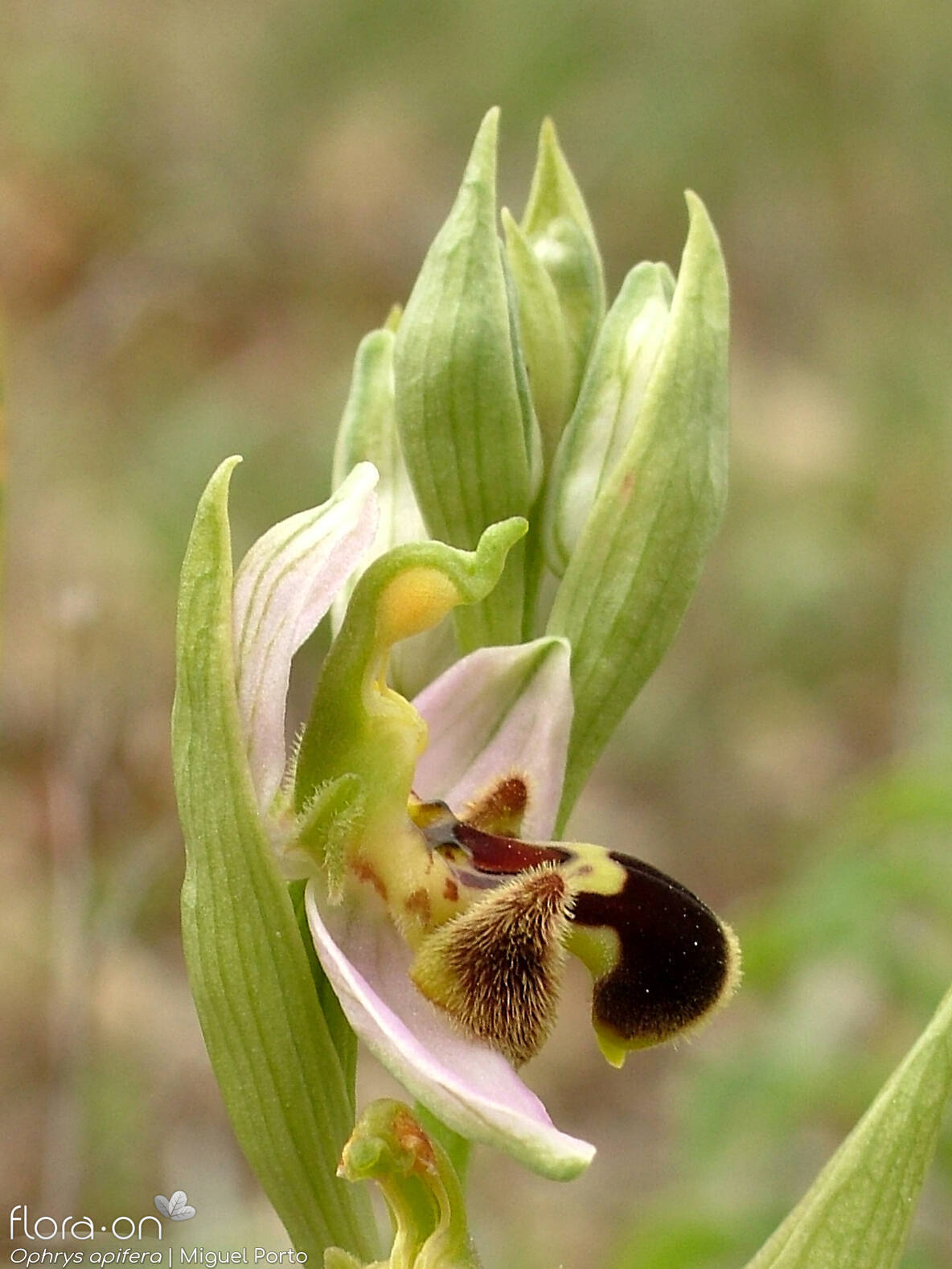 Ophrys apifera - Flor (geral) | Miguel Porto; CC BY-NC 4.0
