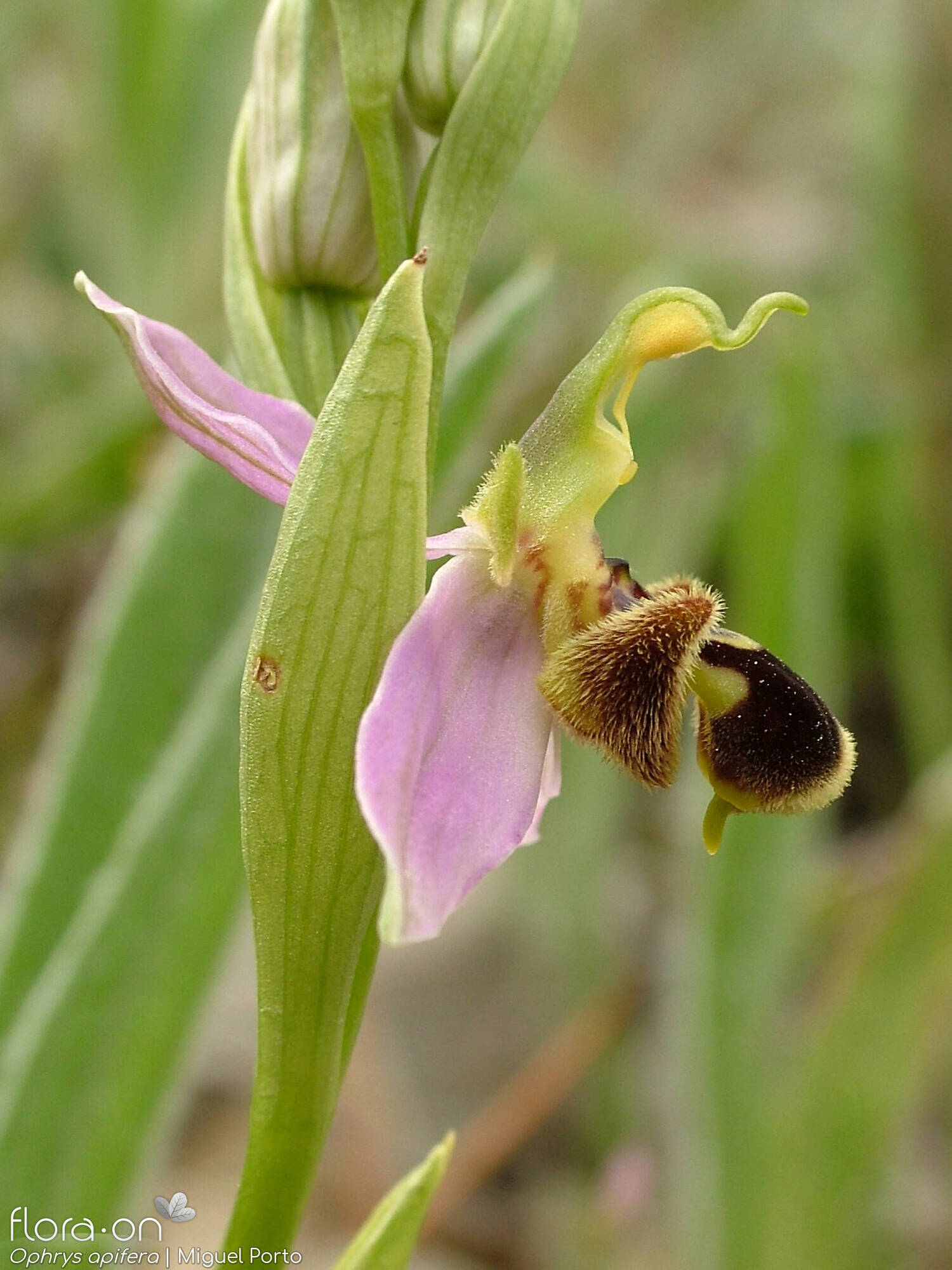 Ophrys apifera - Bráctea | Miguel Porto; CC BY-NC 4.0