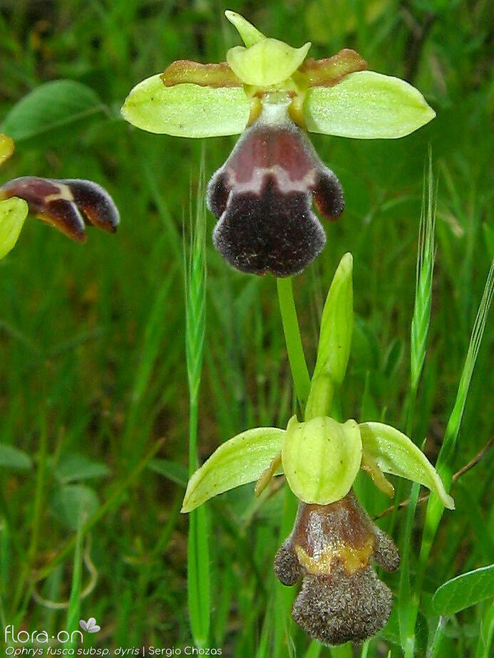Ophrys fusca - Flor (geral) | Sergio Chozas; CC BY-NC 4.0