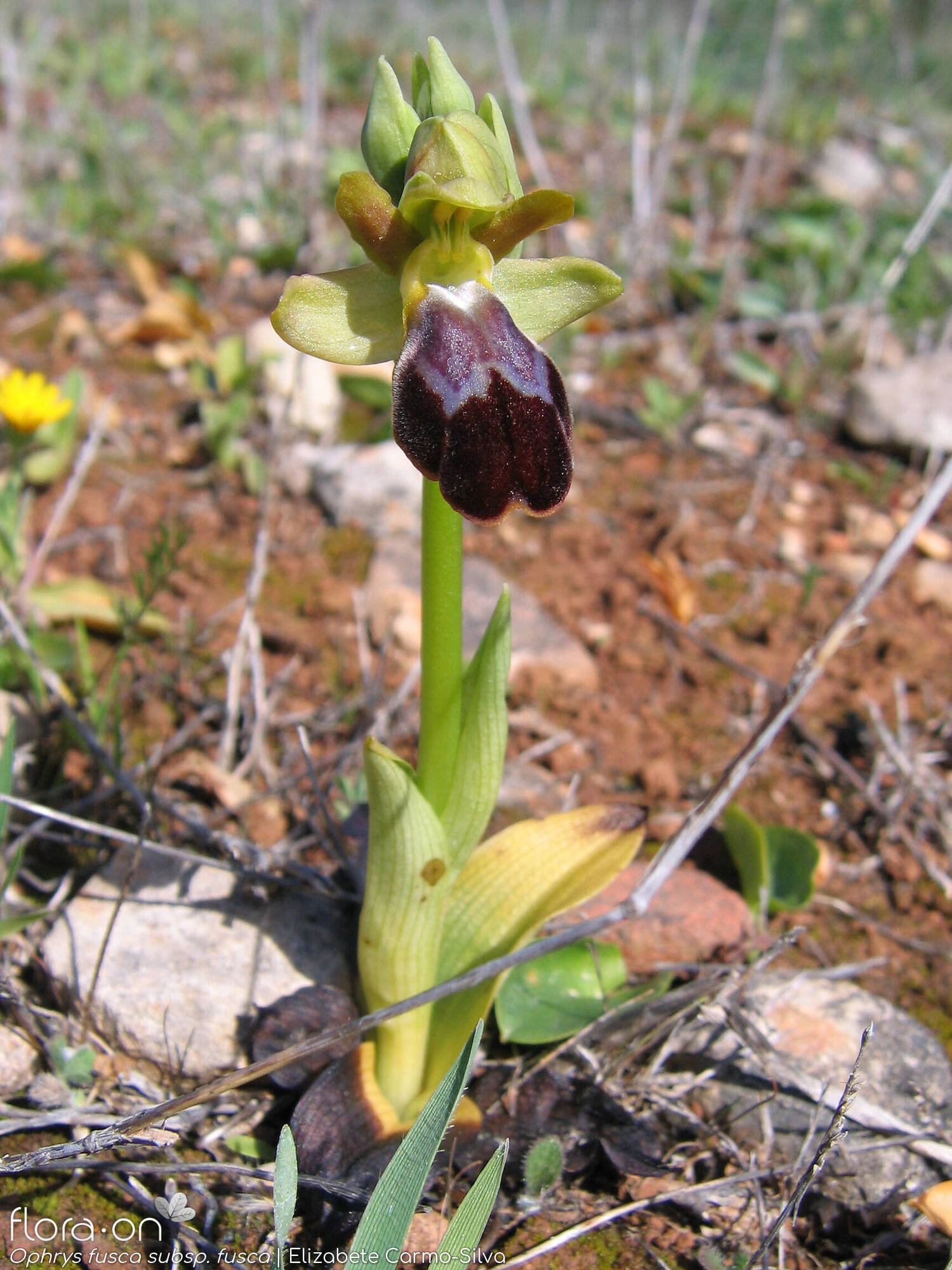 Ophrys fusca - Hábito | Elizabete Carmo-Silva; CC BY-NC 4.0
