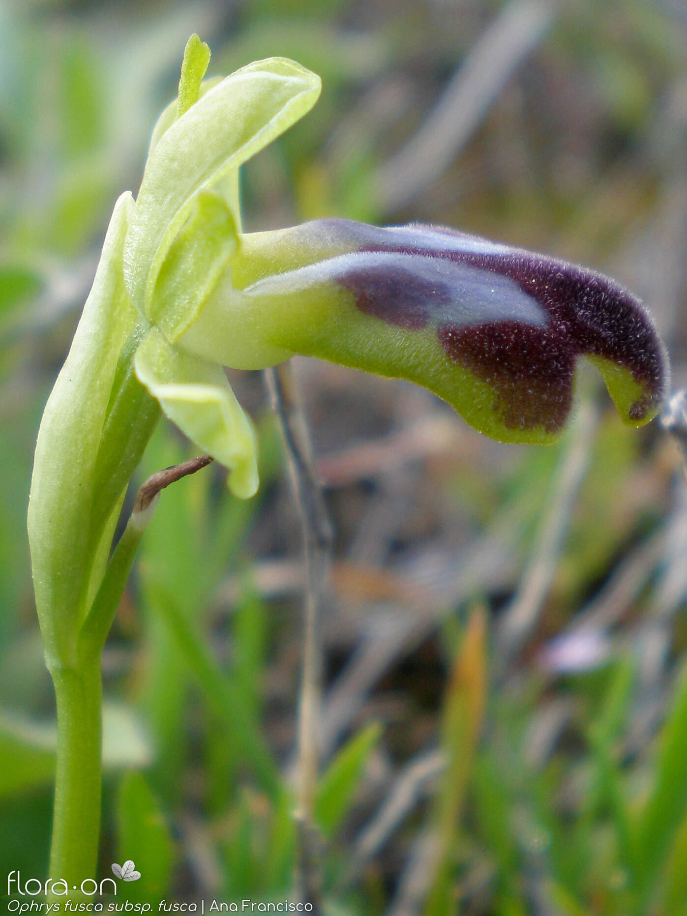 Ophrys fusca - Flor (close-up) | Ana Francisco; CC BY-NC 4.0