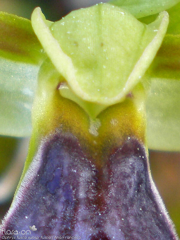 Ophrys fusca - Estruturas reprodutoras | Ana Francisco; CC BY-NC 4.0