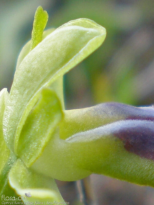 Ophrys fusca - Flor (close-up) | Ana Francisco; CC BY-NC 4.0