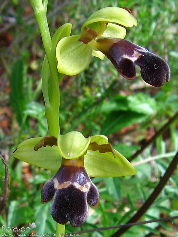 Ophrys fusca - Flor (geral) | Sergio Chozas; CC BY-NC 4.0