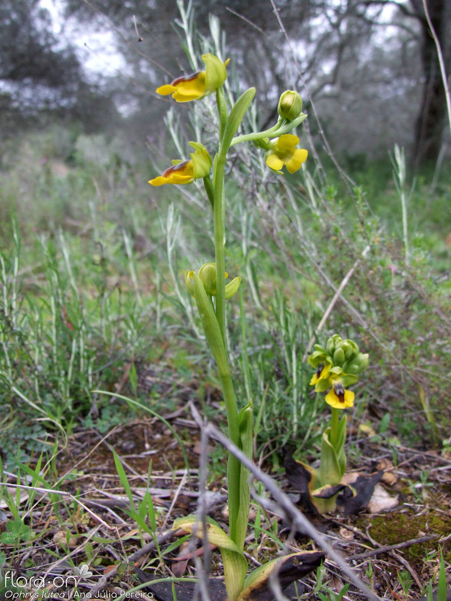Ophrys lutea - Hábito | Ana Júlia Pereira; CC BY-NC 4.0