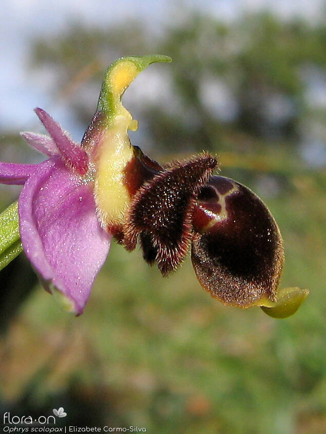 Ophrys scolopax - Flor (close-up) | Elizabete Carmo-Silva; CC BY-NC 4.0