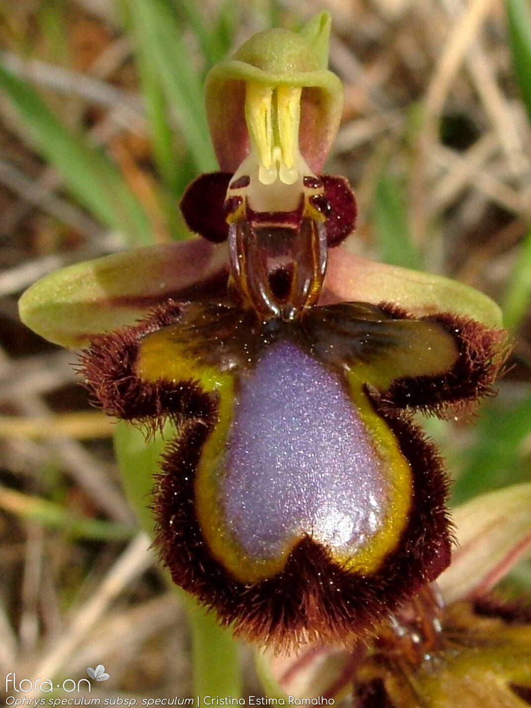 Ophrys speculum - Flor (close-up) | Cristina Estima Ramalho; CC BY-NC 4.0