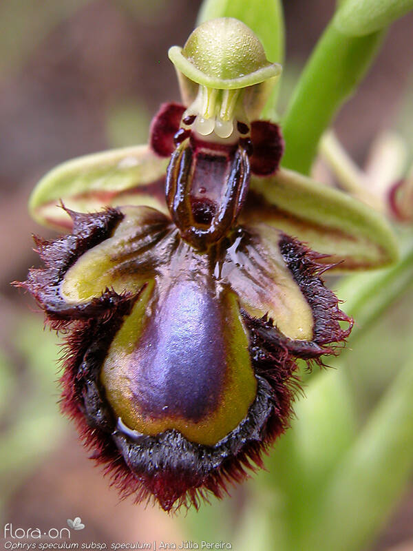 Ophrys speculum - Flor (close-up) | Ana Júlia Pereira; CC BY-NC 4.0