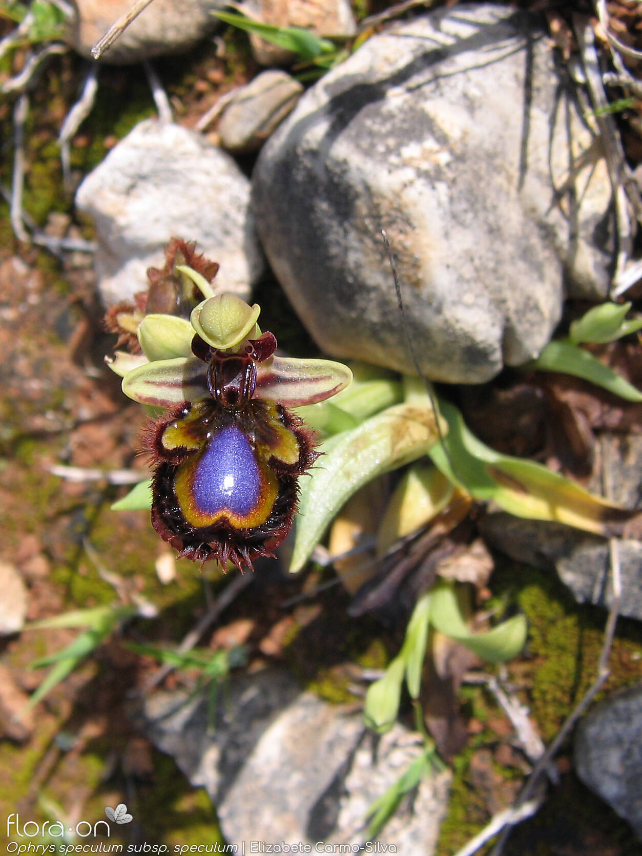 Ophrys speculum - Hábito | Elizabete Carmo-Silva; CC BY-NC 4.0