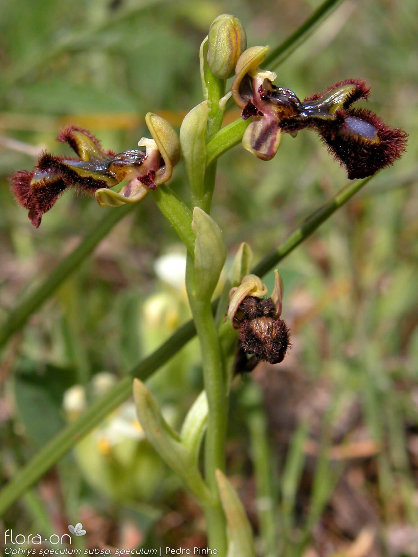 Ophrys speculum - Flor (geral) | Pedro Pinho; CC BY-NC 4.0