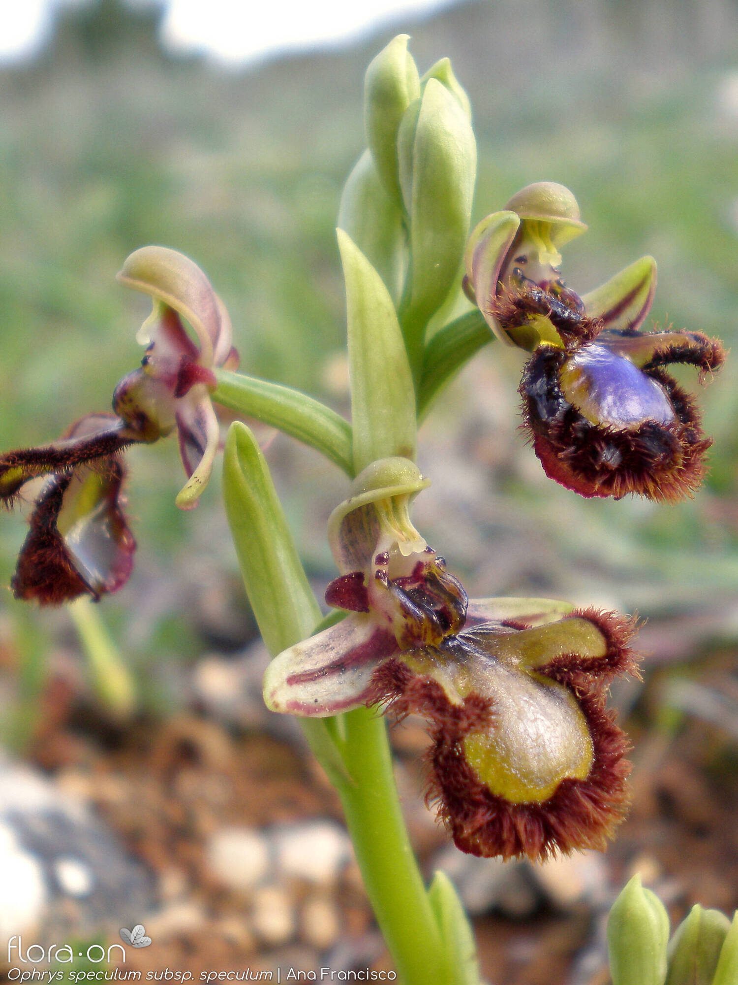 Ophrys speculum - Flor (geral) | Ana Francisco; CC BY-NC 4.0