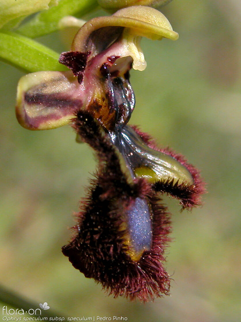 Ophrys speculum - Flor (close-up) | Pedro Pinho; CC BY-NC 4.0