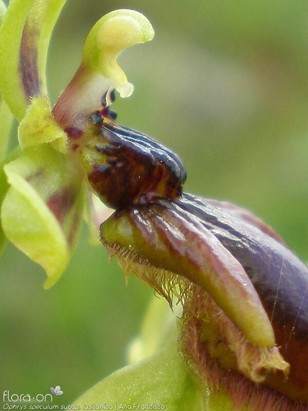 Ophrys speculum - Estruturas reprodutoras | Ana Francisco; CC BY-NC 4.0