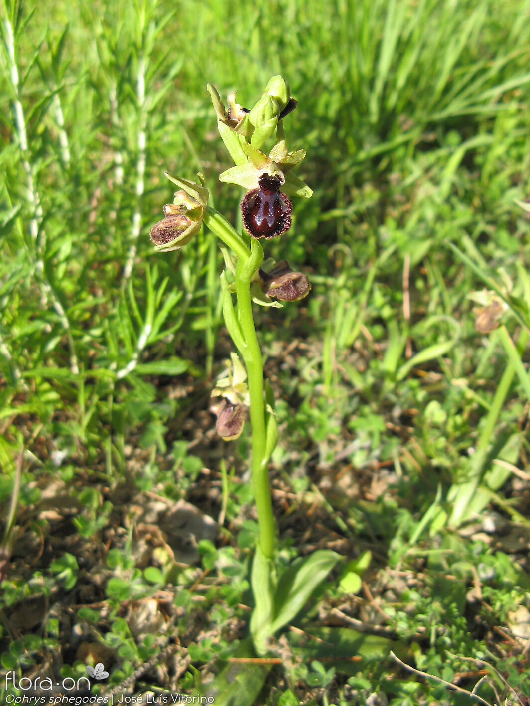 Ophrys sphegodes - Hábito | José Luís Vitorino; CC BY-NC 4.0