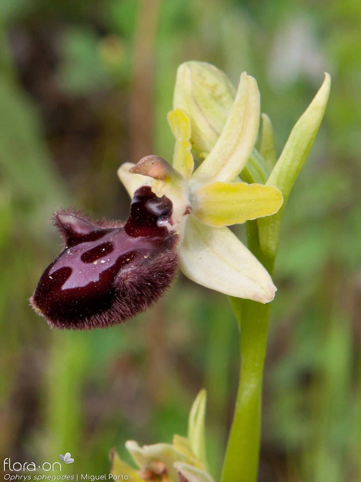 Ophrys sphegodes - Flor (close-up) | Miguel Porto; CC BY-NC 4.0