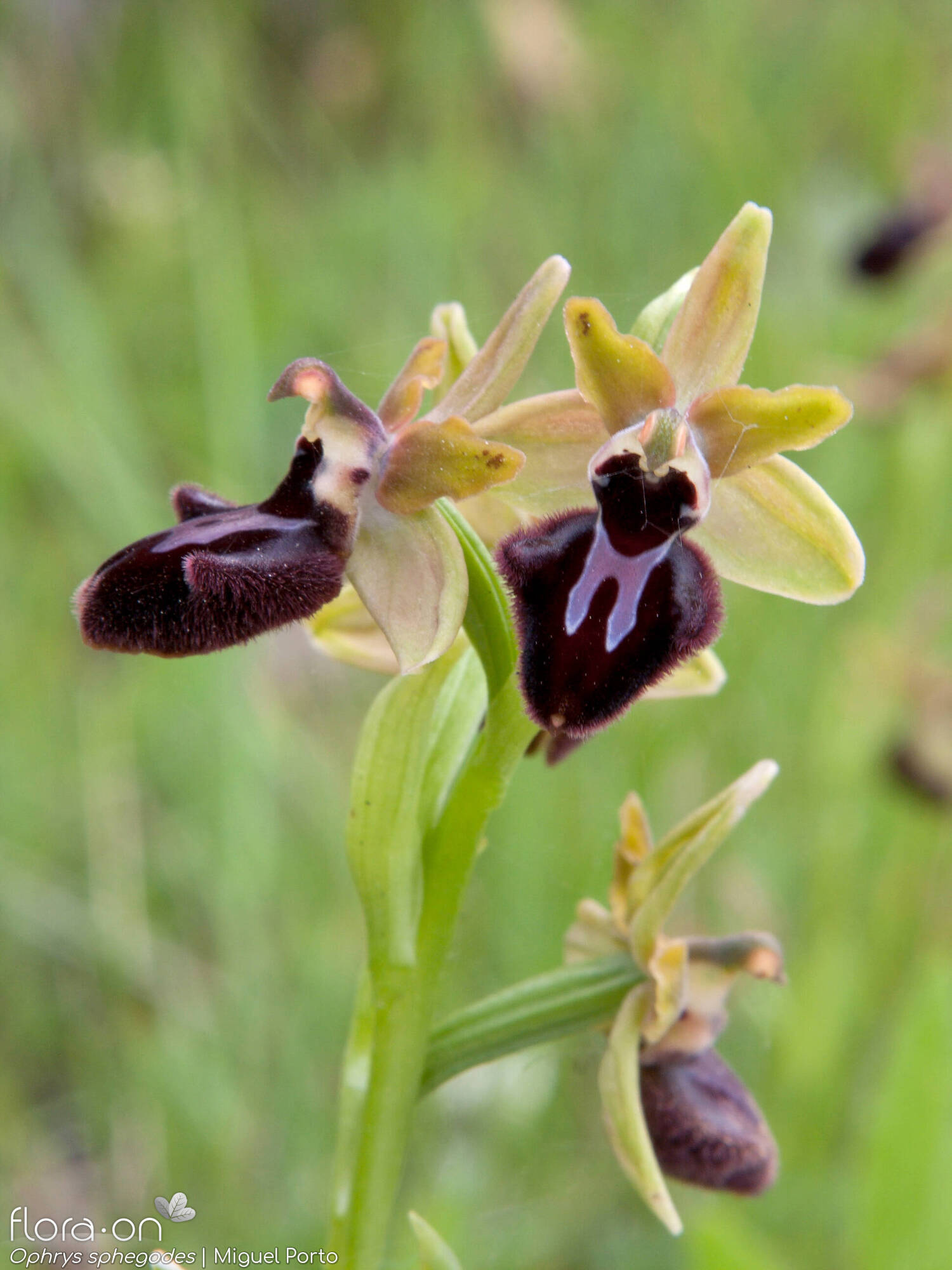 Ophrys sphegodes - Flor (geral) | Miguel Porto; CC BY-NC 4.0